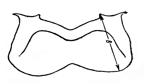  Рис. 1. Промеры 2-го нижнего брюшного полуколечка (стернита)(Алпатов, 1927)