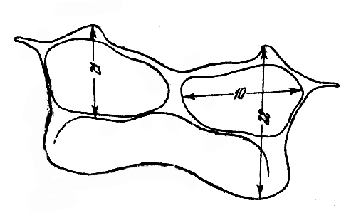 Рис. 2. Промеры на первом восковом нижнем полуколечке (стерните). 22 — длина первого воскового стернита; 21 — длина восковой железы; 10 — ширина восковой железы (Алпатов, 1927) 