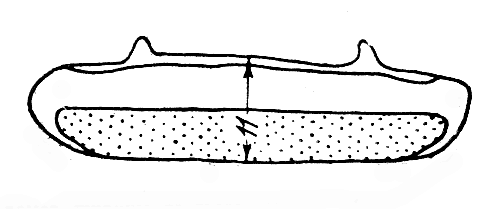 Рис. 3. Промер ширины третьего тергита (верхнего полуколечка брюшка) (Алпатов, 1927)
