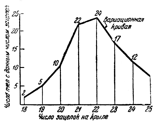 Рис. 8. Вариационная кривая числа зацепок на заднем крыле рабочих пчел (Алпатов, 1927)