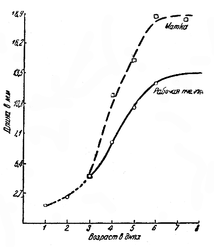  Рис 13. Изменения длины тела личинок рабочей пчелы и матки до возрасту (вычерчено по промерам, сделанным П. М. Комаровым)