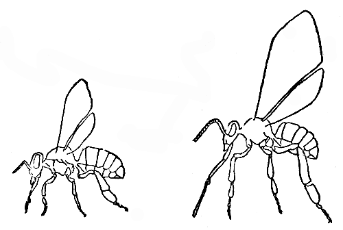  Рис. 16. Схематическое изображение подчеркнутых отличий в размерах и соотношении частей тела северной (слева) и южной (справа) пород пчелы (Алпатов, 1927)