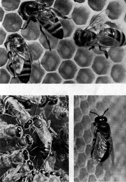Рабочие пчелы, матка и трутни отличаются друг от друга. Наверху — рабочие пчелы на сотах, внизу слева — матка в свите пчел, справа — трутень (увеличения разные)