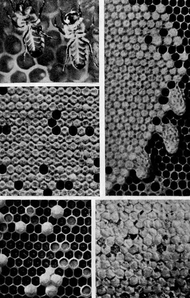 Между кольцами с брюшной стороны хорошо видны «зеркальца», прикрывающие восковые железы пчел. Соты улья построены из миллионов пластинок, выделенных этими железами. Здесь показаны разные типы крышечек, которыми запечатываются ячеи: с пчелиным расплодом, с трутневым расплодом в пчелиных ячейках, с медом. Справа вверху — маточники