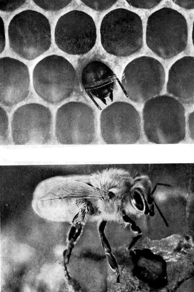 Долго выбирается из ячейки созревшая пчела. Сразу после рождения она кажется особенно пушистой