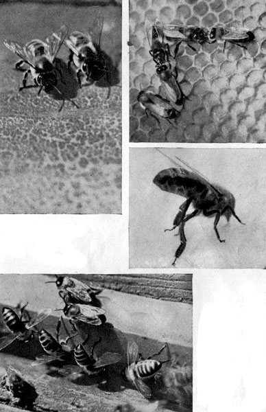  Пчелы разного возраста несут в семье различную службу. Здесь показаны пчелы-сторожа, охраняющие вход в улей, пчелы, кормящие своих сестер, вентиляторщица и взрослые летные пчелы у летка
