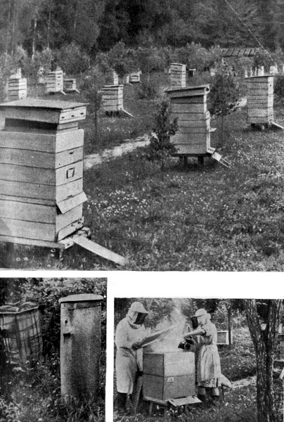 В старину пчел водили в колодах. Рамочные ульи современной пасеки открыли большие возможности для управления жизнью пчел.