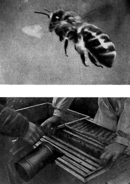 В представлении большинства людей пчела — существо «воздушное». На самом же деле большую часть жизни она проводит в гнезде