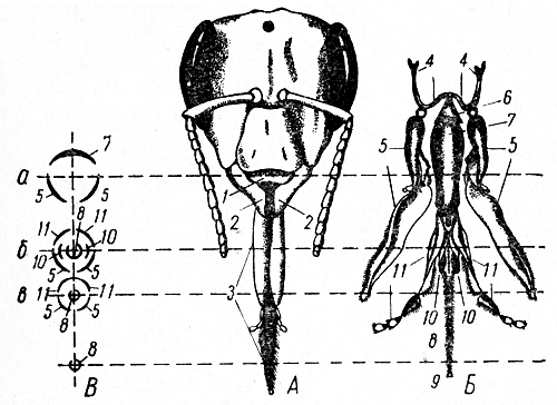 Рис. 1. Ротовой аппарат пчелы: А — голова и ротовые части пчелы; Б — хоботок; В — стенки трубки хоботка; а — на уровне рта; б — ниже сочленения подбородка и язычка; в — в нижней половине хоботка; 1 — верхняя губа; 2 — верхние челюсти; 3 — хоботок; 4 — подвесочный аппарат; 5 — основной членик с наружной лопастью — нижняя челюсть; 6—11 — нижняя губа; 6 — основание подбородка; 7 — подбородок; 8 — язычок; 9 — ложечка; 10 — подъязычники; 11 — щупальцы нижней губы 