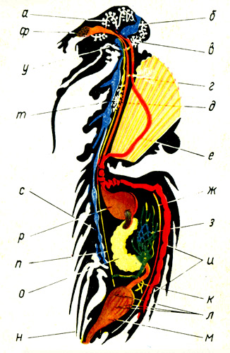 Таблица 2. Внутреннее строение пчелы (вид сбоку): а — глоточная железа: б — надглоточный узел (мозг): в — задняя ветвь глоточной железы: г — грудная железа: д — пищевод; е — ж — спинная диафрагма: з — мальпигиевы сосуды: и — камеры сердца; к — тонкая кишка; л — ректальные железы; м — прямая кишка; н — жало; о — средняя кишка; п — брюшная диафрагма; Р — медовый зооик: с — нервная цепочка; т — грудная железа; у — надглоточный узел; ф — верхнечелюстная железа