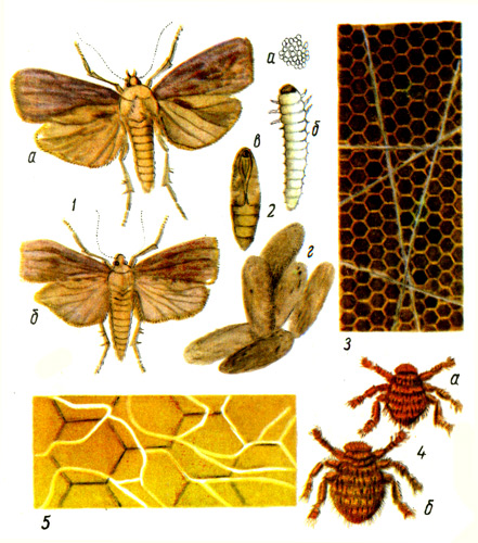 Таблица 7. Паразиты пчел: 1 - большая восковая моль: а - самка; б - самец; 2 — развитие восковой моли: а - яйца; б - личинка; в - куколка; г - восковой моли; 3 - сушь с ходами восковой моли; 4 - браулы: а - самец; б - самка; 5 - ходы личинок браул 
