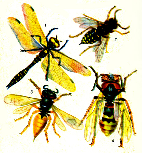Хищники пчел: 1 - стрекоза; 2 - оса; 3 - самка фоланта коронного; 4 - шершень обыкновенный