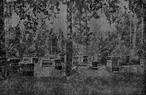 Рис. 16. Вид пасеки А. В. Фольца в 1948 г. в ульях на единую рамку