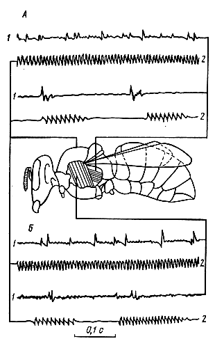  Рис. 5. Осциллограммы вибраций торакса (2) и потенциалов действия (1), отводимых от продольных (А) и поперечных (Б) мышц непрямого действия пчелы (по Е. Еськову, 1979)