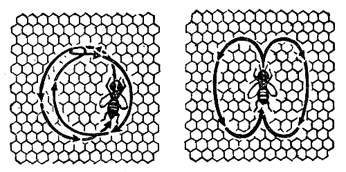 Танец пчел: слева - круговой, справа - виляющий («восьмерка»)