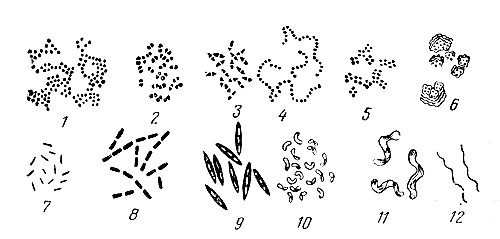 Рис. 1. Основные формы бактерий: 1 — стафилококки; 2,3 — диплококки; 4 — стрептококки; 5 — тетракокки; 6 - сардины; 7,8 — палочки, не образующие спор; 9 — палочки, образующие споры; 10 — вибрионы; 11 — спириллы; 12 — спирохеты