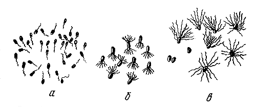 Рис. 2. Бактерии с различным расположением жгутиков: а — монотрихи; б — лофотрихи; в — перитрихи