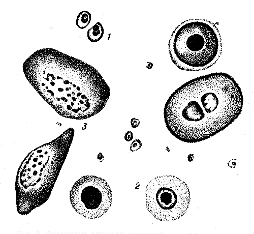 Рис. 9. Форменные элементы гемолимфы пчелы: 1 — малые круглые клетки; 2 — макронуклеарц; 3 — микронуклеары или лейкоциты (по Дерлоджу)