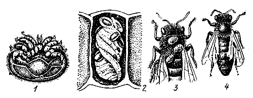 Рис. 17. Клещи варроа: 1 - общий вид; 2 - на куколке; 3 - на пчеле; 4 - вид пчелы при поражении варроатозом