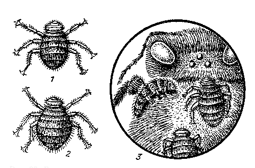 Рис. 20. Браулы: 1 — самец; 2 — самка; 3 — на пчелиной матке у сочленения ди с головой (увеличено)