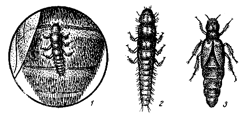 Рис. 24. Личинки майки пестрой: 1 — внедряющаяся в брюшко пчелы (со стороны спины); 2 — общий ее вид; 3 — жук-самка
