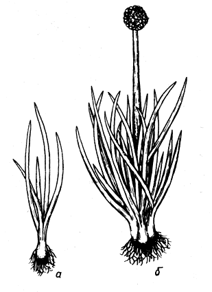 Рис. 8. Лук-батун:  а — однолетнее растение через 80 дней после всходов; б — двулетнее растение