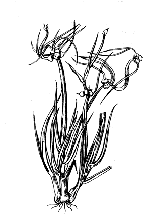 Рис. 9. Многоярусный лук