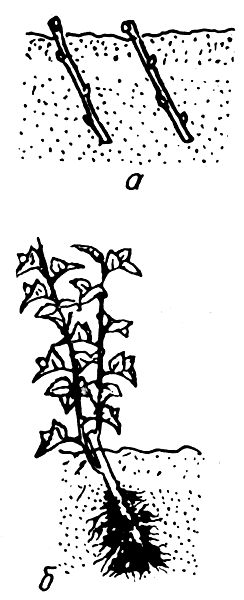 Рис. 24. Посадка (а) и окоренение (б) одревесневших черенков смородины