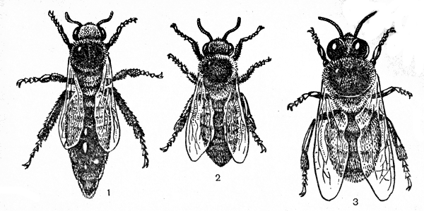 Рис. 1. Три особи пчелиной семьи: 1 — матка; 2 — рабочая пчела; 3 — трутень