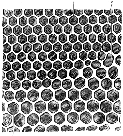 Рис. 2. Вид ячеек в соте: 1 - рабочей пчелы; 2 - переходные; 3 - трутневые