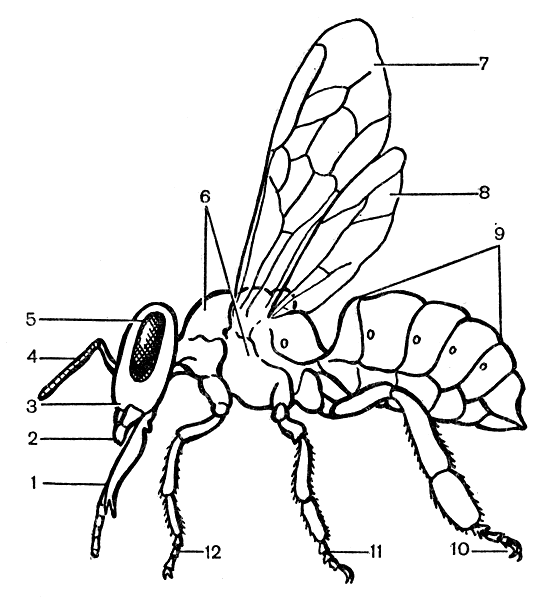 Рис. 4. Внешнее строение пчелы: 1 — хоботок; 2 — верхняя челюсть; 3 — голова; 4 — усики; 5 — сложный глаз; 6 — грудь; 7 — переднее крыло; 8 — заднее крыло; 9 — брюшко; 10 — задняя нога; 1 — средняя нога; 12 — передняя нога