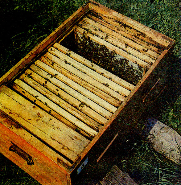 Реферат: Пчеловодство