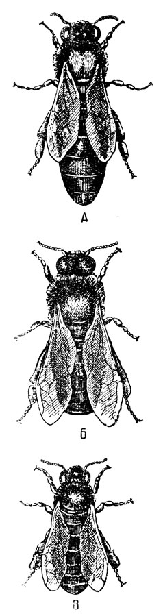 Рис. 2. Три особи пчелиной семьи: А - матка, Б - трутень, В - рабочая пчела