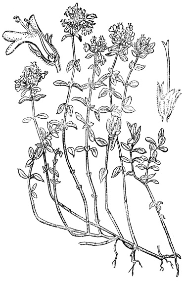 Тимьян, или чабрец (Thymus L.) [1974 Глухов М.М. - Медоносные растения]