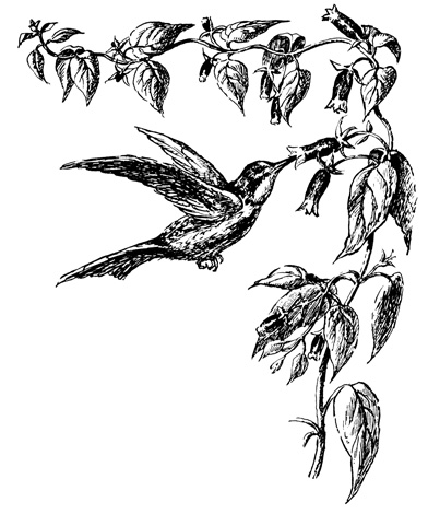 . 50.        Manettia bicolor     . ( .)