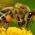 Пчеловоды