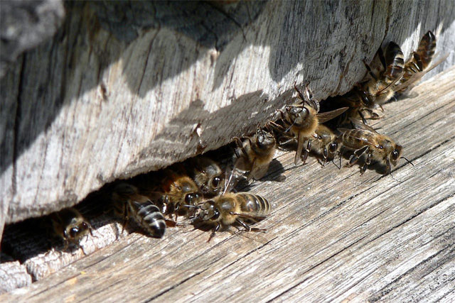  : https://ru.wikipedia.org/wiki/#/media/:Bees_hive.jpg