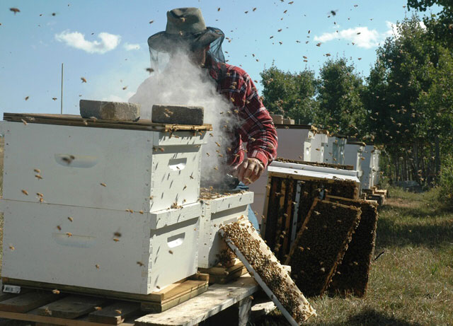  - https://upload.wikimedia.org/wikipedia/commons/thumb/1/15/Beekeeper.jpg/1280px-Beekeeper.jpg